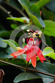 Passiflora coccinea scarlet passion flower, red passion flower, Granadila merah on the tree. . It produces edible fruit.