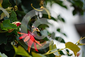 Passiflora coccinea scarlet passion flower, red passion flower, Granadila merah on the tree. . It produces edible fruit.