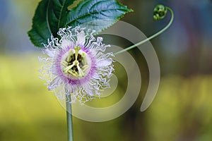 Passiflora coerulea flowers