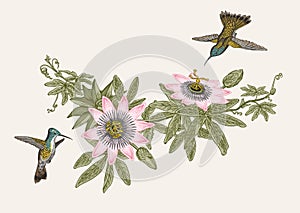 Passiflora and colibri. Vintage botanical illustration. photo