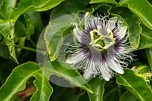 Passiflora edulis photo