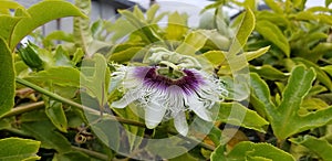 Passion Fruit on the Vine - Passiflora edulis Flower