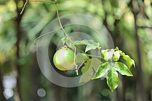 Passiflora edulis, commonly known as passion fruit, is a vine species of passion flower