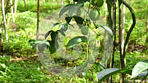 Passiflora edulis, Da Lat city, Lam province, Vietnam