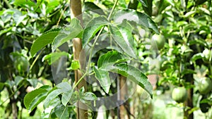 Passiflora edulis, Da Lat city, Lam province, Vietnam