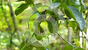 Passiflora edulis, Da Lat city, Lam province, Vietnam