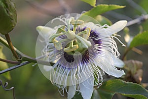 Passiflora edulis flavicarpa or passion fruit flower