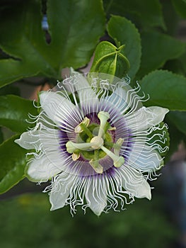 Passiflora edulis flavicarpa,Passionfruit flower ongreen background