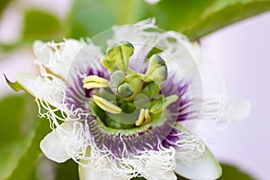 Passiflora edulis passion fruit flower in natural light