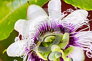 Passiflora edulis passion fruit flower in natural light