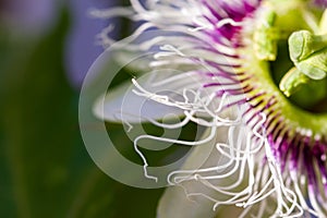 Passiflora edulis passion fruit flower in natural light