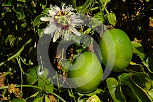 Passiflora edulis - passion fruits