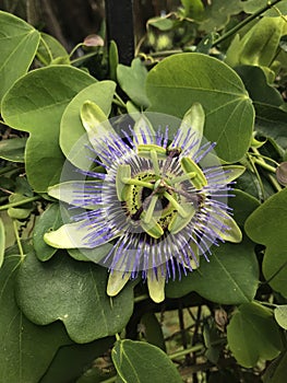 Passiflora edulis, passionfruit flower