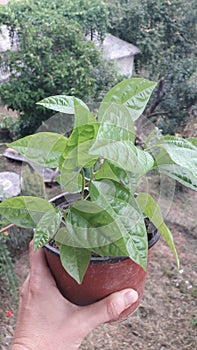 Passiflora edulis in the pot, a vine species of passion flower