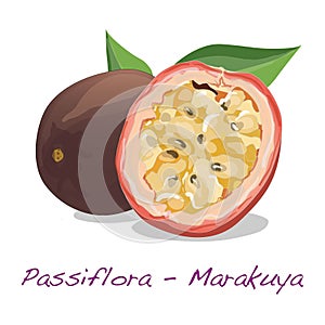 Passiflora edulis vector on white background