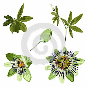 Passiflora exotic flowers and leaves set. Purple passionflower Passiflora incarnata, medicinal plant.