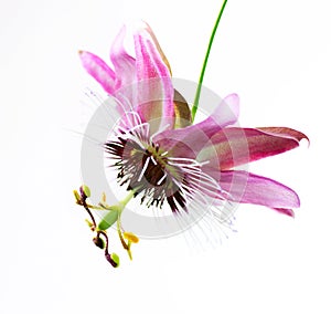 Passiflora Flower photo