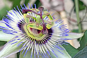 Passiflora flower photo