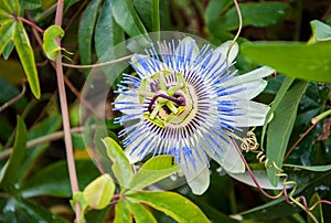 Passiflora flower