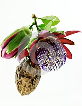 Passiflora. Flower and fruit.