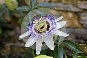 Passiflora