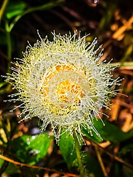 Passiflora foetida