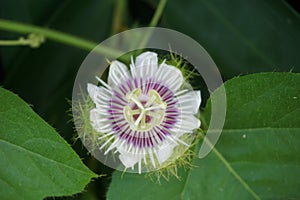 Passiflora foetida Also called Passiflora foetida, stinking passionflower, wild maracuja, bush passion fruit with a natural back
