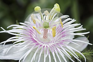 All about Passiflora foetida bush passion plant. photo