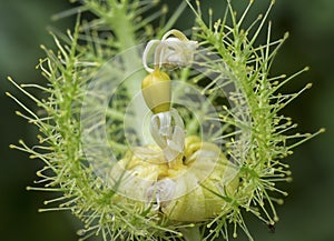 All about Passiflora foetida bush passion plant. photo