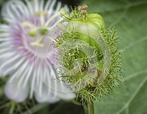 All about Passiflora foetida bush passion plant. photo