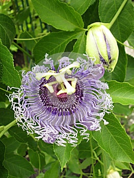 Passiflora foetida, Fetid passionflower, Scarlet fruit passionflower, Stinking passionflower photo