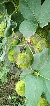 Passiflora foetida and green leaf usefull tropical plant