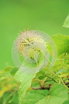 Passiflora foetida (Passiflora foetida, stinking passionflower, wild maracuja, bush passion fruit)