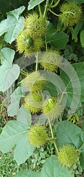 Passiflora foetida , tropical usefull green fruits and leaf