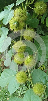 Passiflora foetida , tropical usefull green fruits and leaf photo