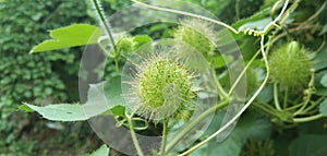 Passiflora foetida var. foetida, green fruits