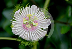 Passiflora foetida, Wild maracuja, Stinking passionflower