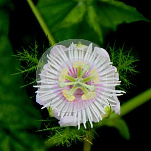 Passiflora foetida, Wild maracuja, Stinking passionflower photo