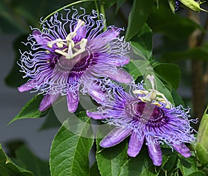 Passiflora incarnata blooms