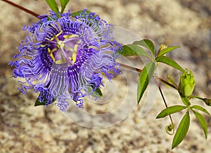 Passiflora incarnata commonly known as Maypop,Purple passionflower,Wild apricot is a fast-growing perennial vine with climbing ste