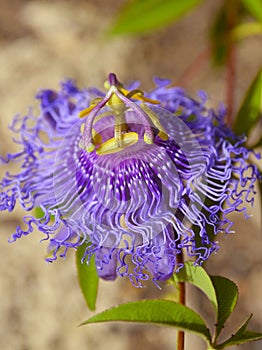 Passiflora incarnata commonly known as Maypop,Purple passionflower,Wild apricot is a fast-growing perennial vine with climbing ste