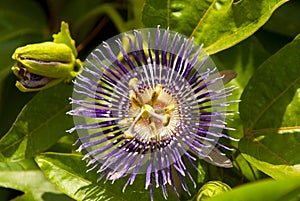 Passiflora incarnata, commonly purple passionflower is a fast growing perennial vine. Known as Krishna Kamal in India photo