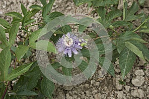 Passiflora incarnata cultivation