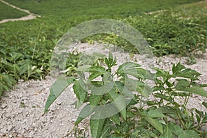 Passiflora incarnata cultivation