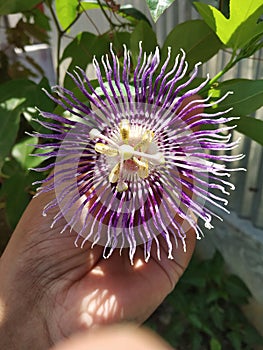 Passiflora incarnata plant has a medicinal value