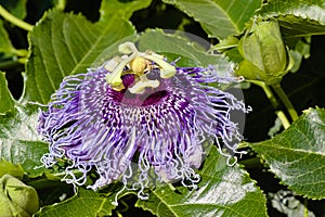 Passiflora incarnata, purple passion flower