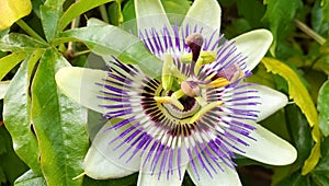 Passiflora incarnata or purple passionflower