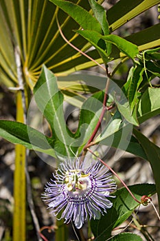 Passiflora incarnata and Serenoa repens photo