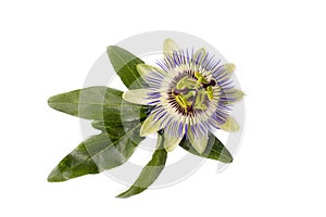 Passiflora incarnata on the white background