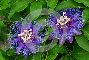 Passiflora Inspiration, Inspiration Passionflower, Passion - Florida